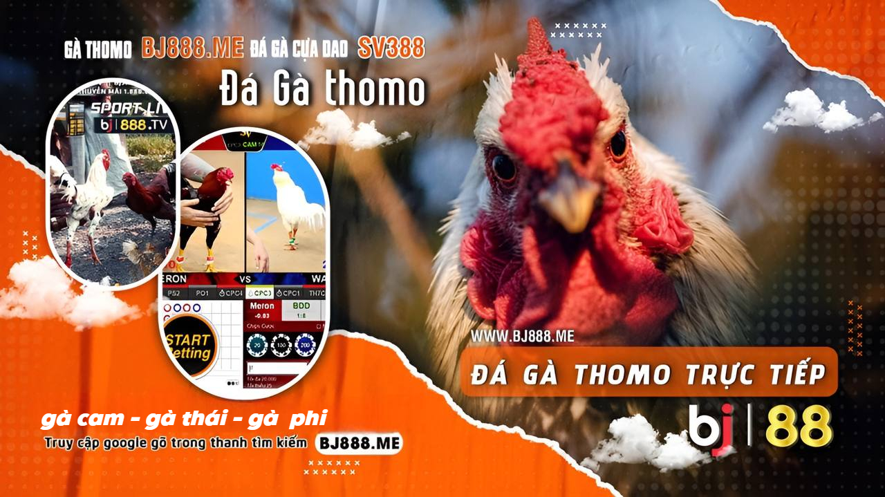 ĐÁ GÀ BJ88