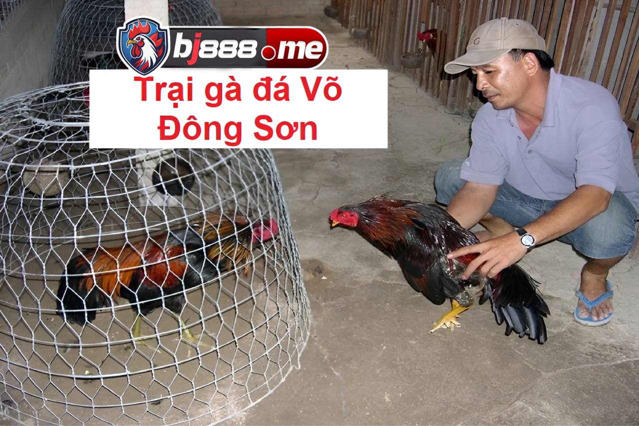 TOP 5 TRẠI GÀ LỚN NHẤT HIỆN NAY trại gà đá võ đông sơn