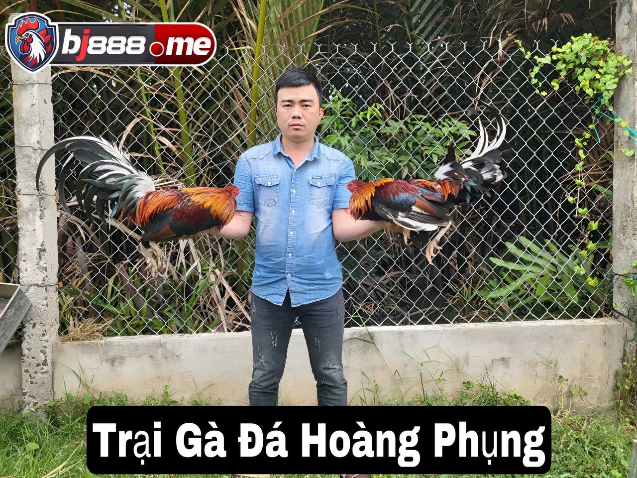 TOP 5 TRẠI GÀ LỚN NHẤT HIỆN NAY Trại gà đá Hoàng Phụng