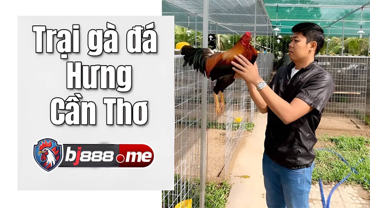 TOP 5 TRẠI GÀ LỚN NHẤT HIỆN NAY Trại gà Hưng Cần Thơ