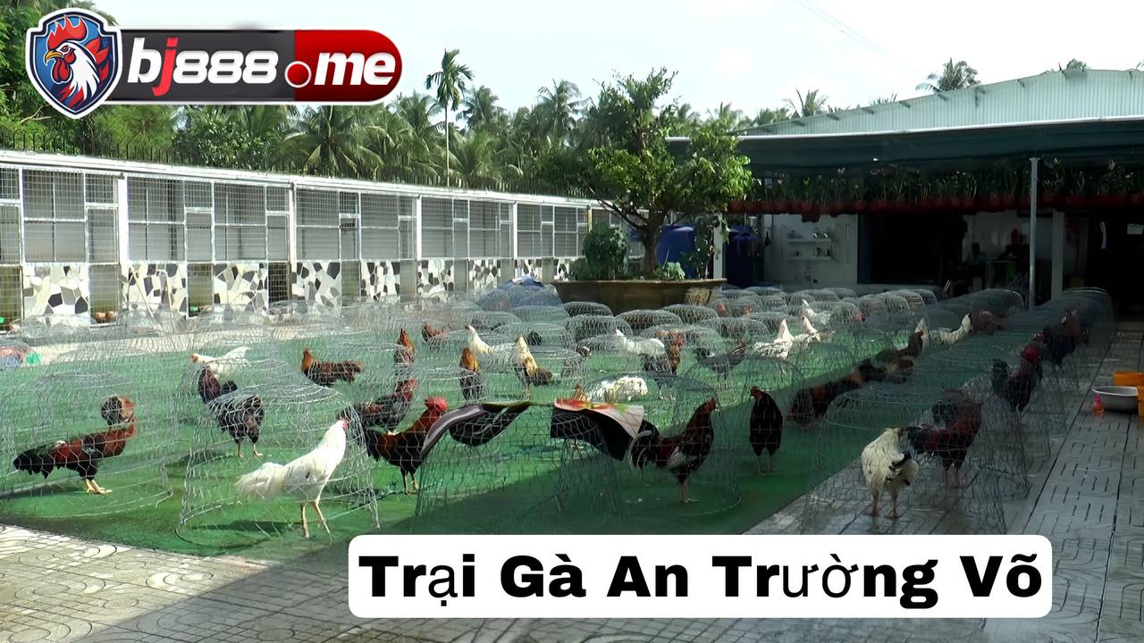 TOP 5 TRẠI GÀ LỚN NHẤT HIỆN NAY Trai gà Trường An Võ
