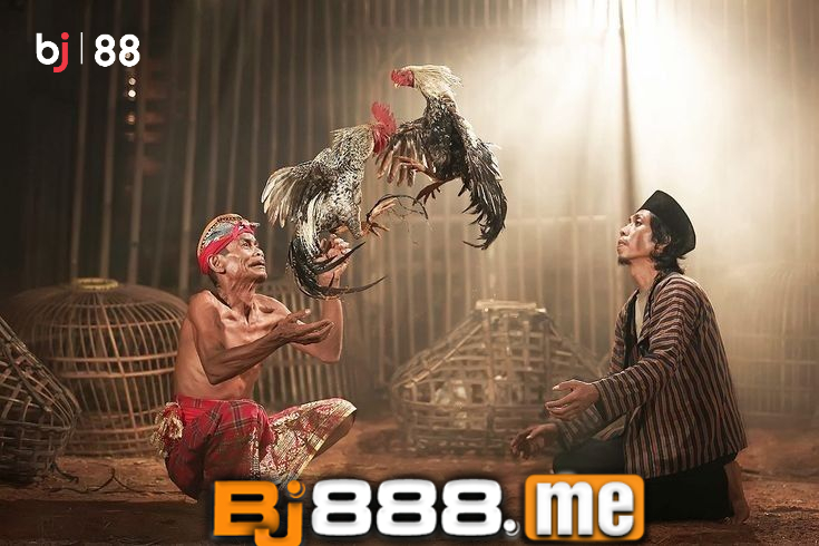 bj88 đá gà