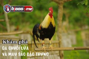 ĐÁ GÀ BJ88