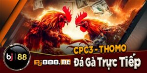 Đá Gà Trực Tiếp CPC3