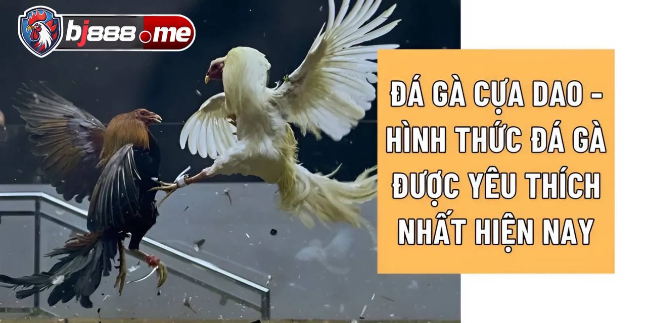 đá gà cựa dao