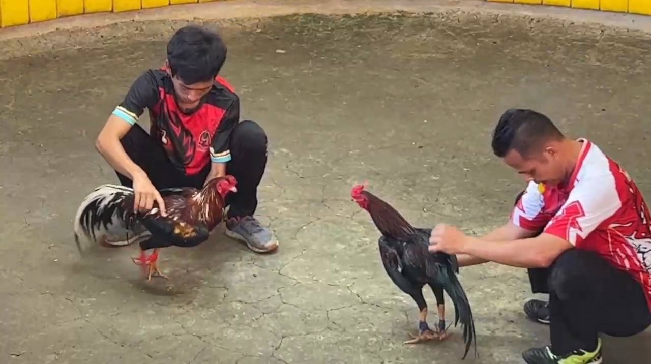 đá gà cựa dao