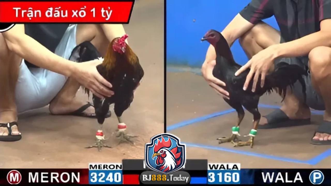 đá gà cựa sắt