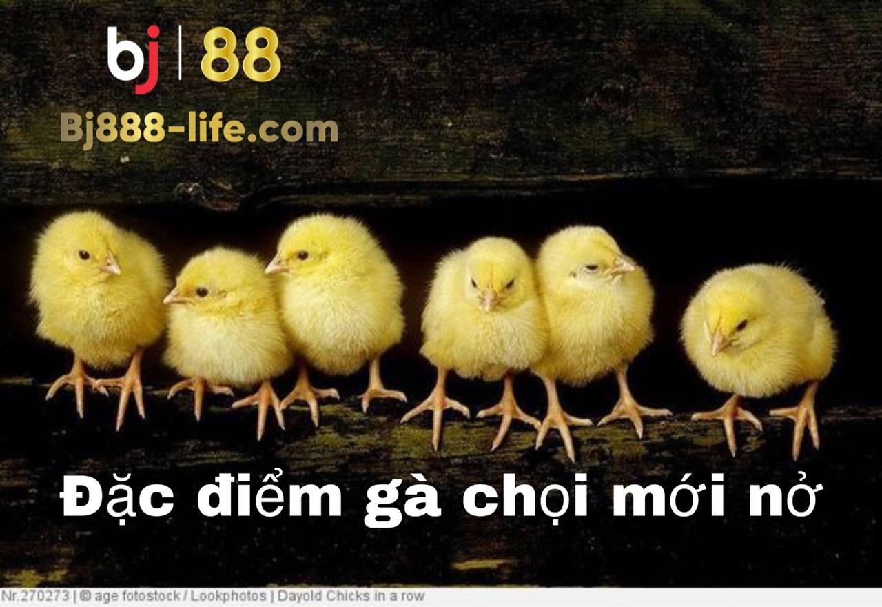 Đặc điểm gà chọi mới nở
