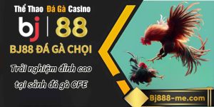 BJ888 Đá Gà Chọi CFE – Trải Nghiệm Đỉnh Cao Tại Sảnh Đá Gà CFE bj888 đá gà chọi