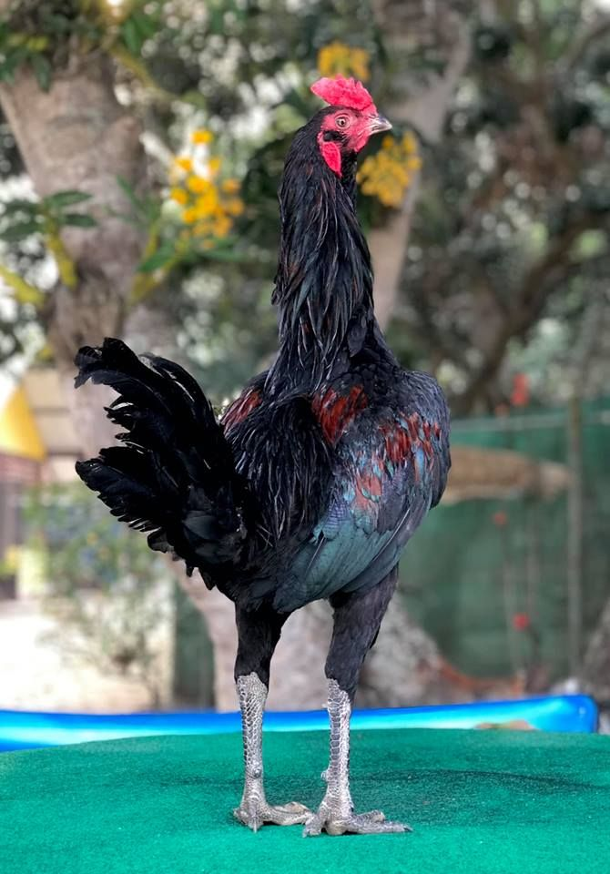 Tiêu chí đánh giá gà chọi đòn hay