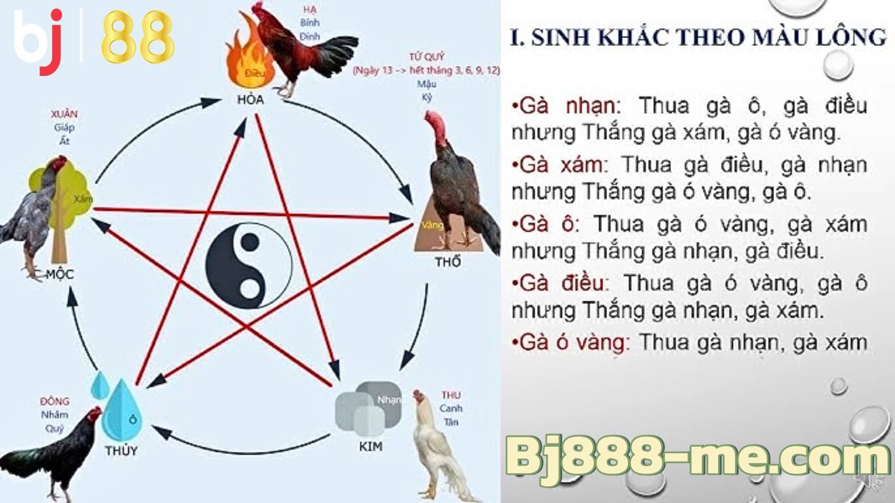 Ngũ hành và cách phân loại gà đá