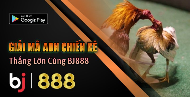 Chọn Kèo Đá Gà 2025: Thắng Lớn Cùng BJ888 Giải mã chiến kê - Nền Tảng Của Mọi Kèo Cược