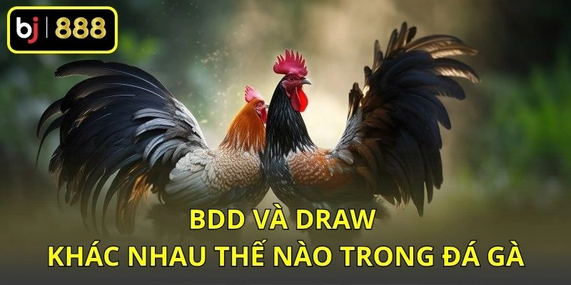 BDD và Draw khác nhau thế nào trong đá gà