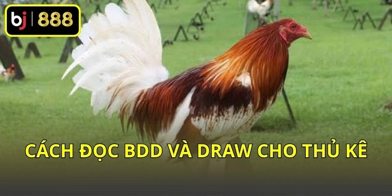 Cách đọc BDD và Draw cho thủ kê