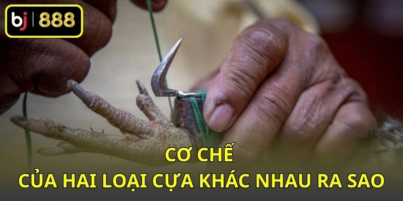 Cựa Dao Và Cựa Sắt Khác Nhau Thế Nào? So Sánh Theo Hình Dáng 2 Cơ chế của hai loại cựa khác nhau ra sao