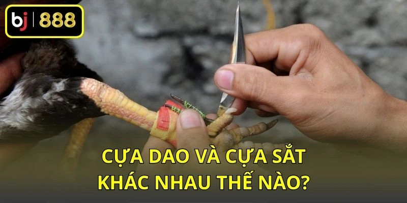 Cựa Dao Và Cựa Sắt Khác Nhau Thế Nào? So Sánh Theo Hình Dáng 1 Cựa dao và cựa sắt khác nhau thế nào