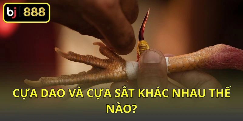 Cựa dao và cựa sắt khác nhau thế nào