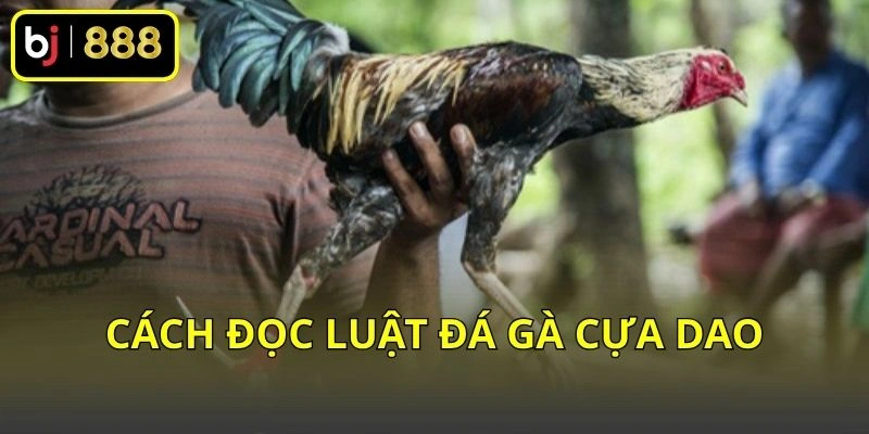 Cách đọc luật đá gà cựa dao