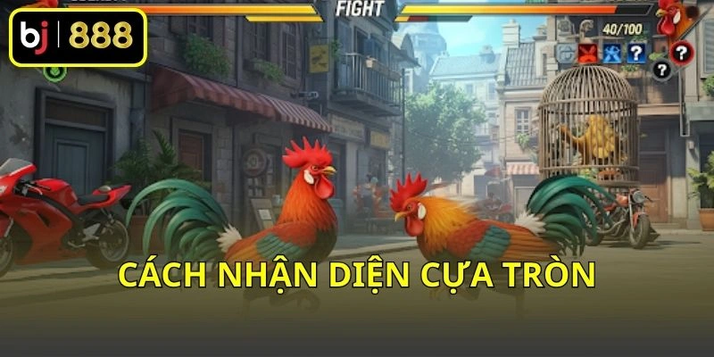 Đá Gà Cựa Tròn Là Gì? Tổng Quan Hình Dáng Và Đặc Điểm Cơ Bản 2 Cách nhận diện cựa tròn