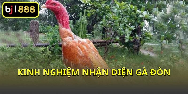 Kinh nghiệm nhận diện gà đòn