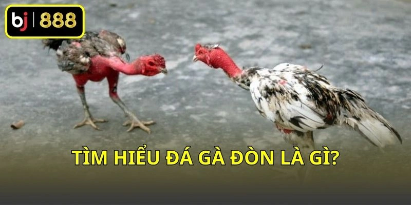 Tìm hiểu đá gà đòn là gì?