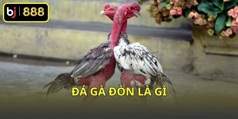 Đá gà đòn là gì