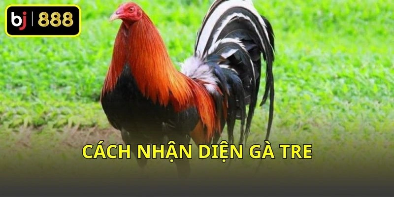 Cách nhận diện gà tre