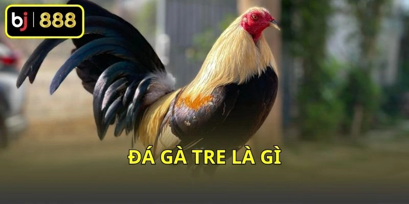 Đá gà tre là gì