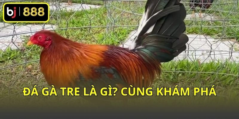 Đá gà tre là gì? Cùng khám phá