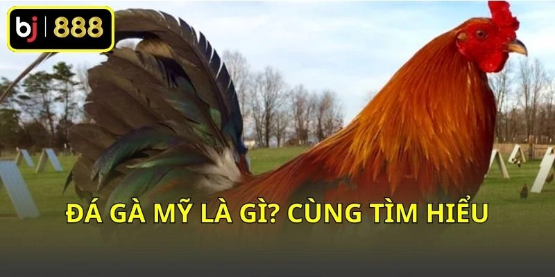 Đá gà Mỹ là gì? Cùng tìm hiểu