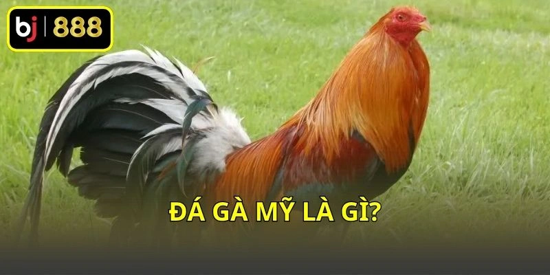 Đá gà Mỹ là gì