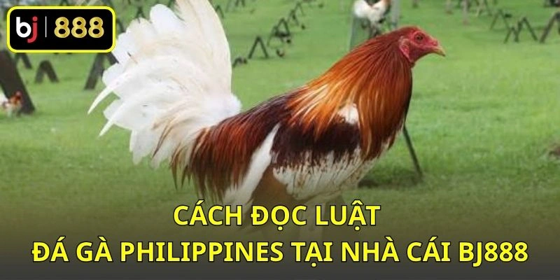 Cách đọc luật đá gà Philippines tại nhà cái BJ888