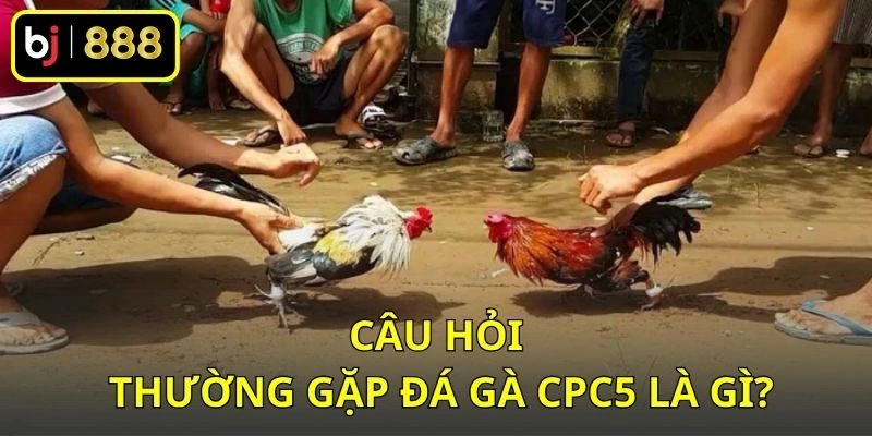 Câu hỏi thường gặp đá gà CPC5 là gì?
