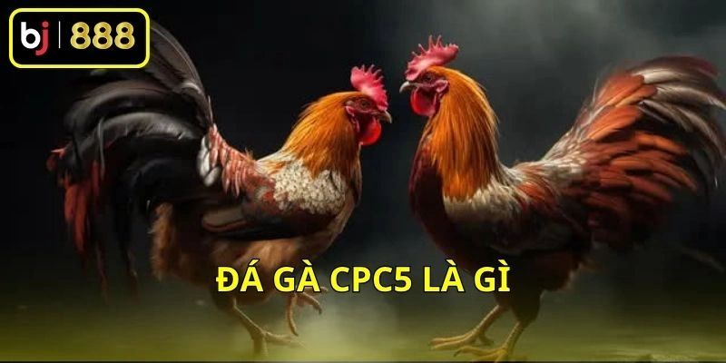 Đá gà CPC5 là gì