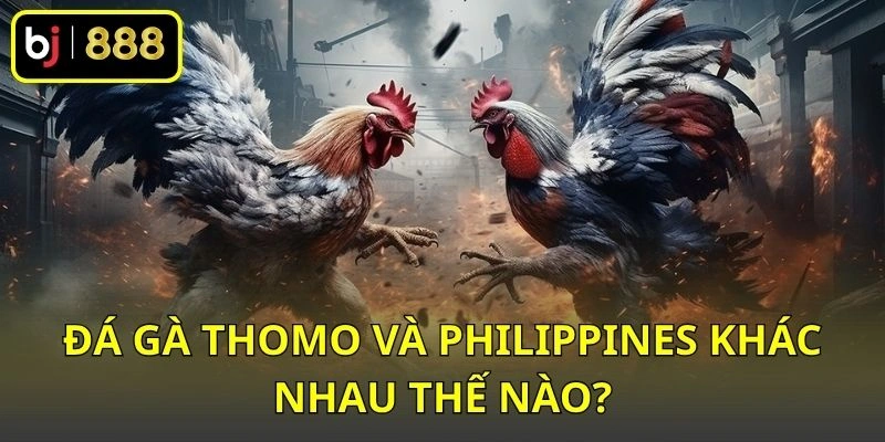 Đá gà Thomo và Philippines khác nhau thế nào?