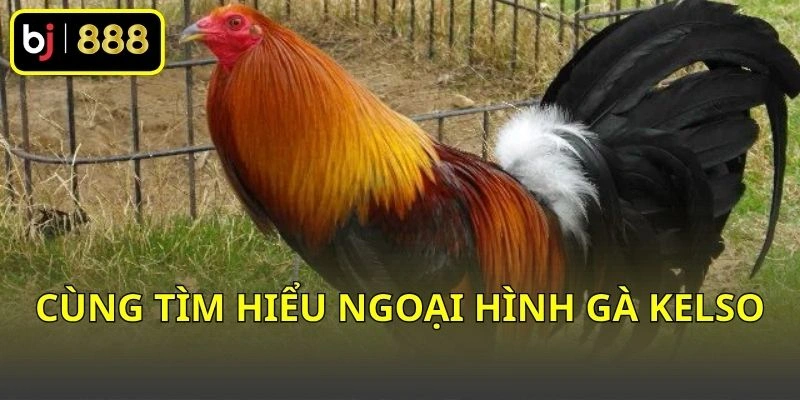Cùng tìm hiểu ngoại hình gà Kelso