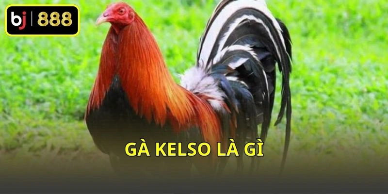 Gà Kelso là gì