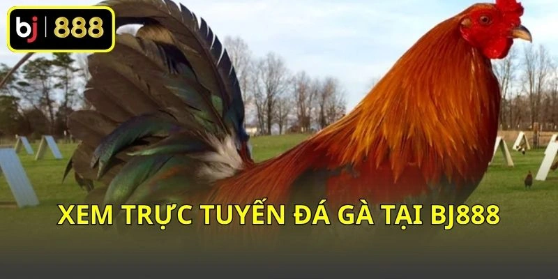 Xem trực tuyến đá gà tại BJ888
