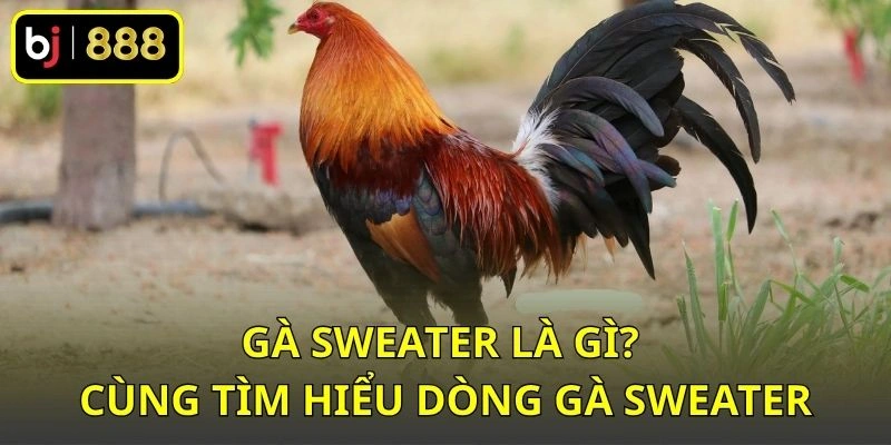Gà Sweater là gì? Cùng tìm hiểu dòng gà Sweater