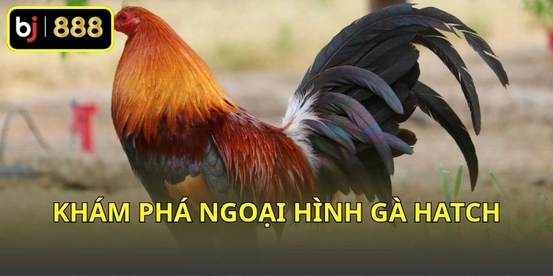 Khám phá ngoại hình gà Hatch