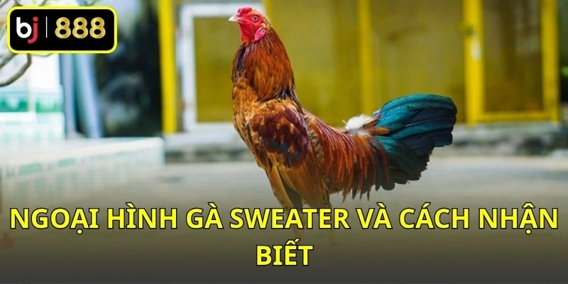 Ngoại hình gà Sweater và cách nhận biết