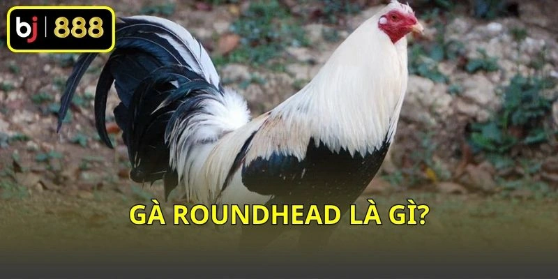 Gà Roundhead là gì