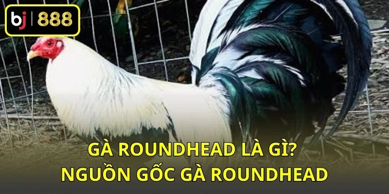 Gà Roundhead Là Gì? Hiểu Rõ Dòng Gà Mỹ Và Đặc Điểm Nhận Diện 1 Gà Roundhead là gì? Nguồn góc gà Roundhead