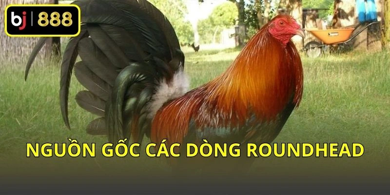Gà Roundhead Là Gì? Hiểu Rõ Dòng Gà Mỹ Và Đặc Điểm Nhận Diện 2 Nguồn gốc các dòng Roundhead