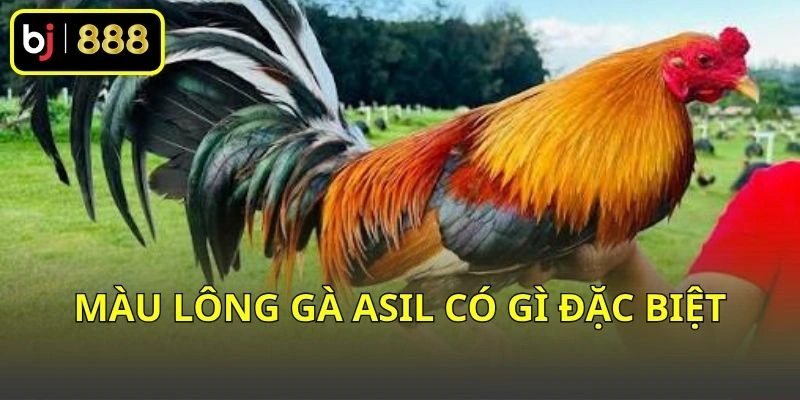 Màu lông gà Asil có gì đặc biệt