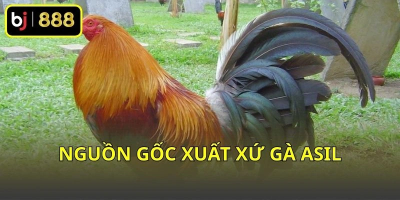Nguồn gốc xuất xứ gà Asil