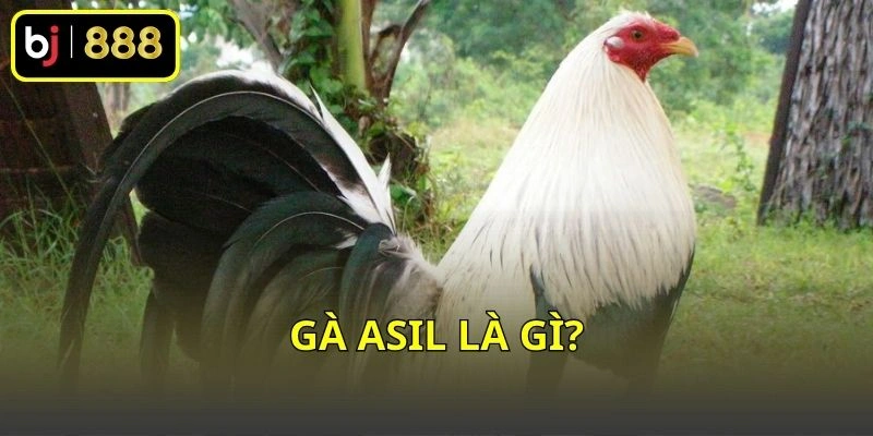 Gà Asil