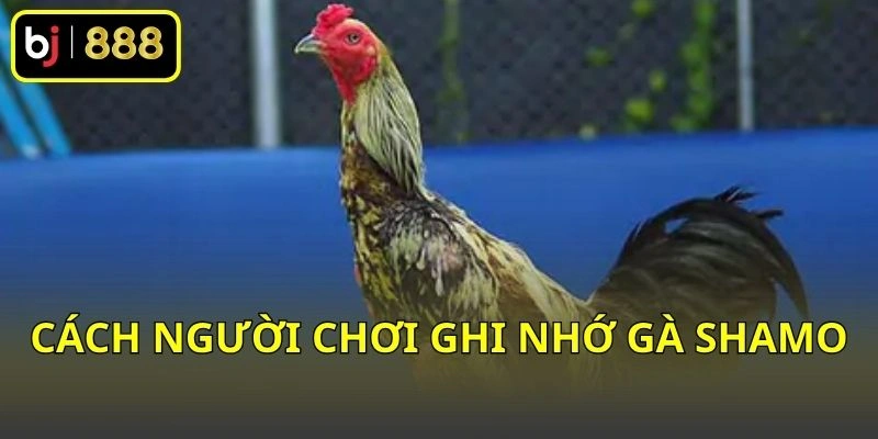 Cách người chơi ghi nhớ gà Shamo