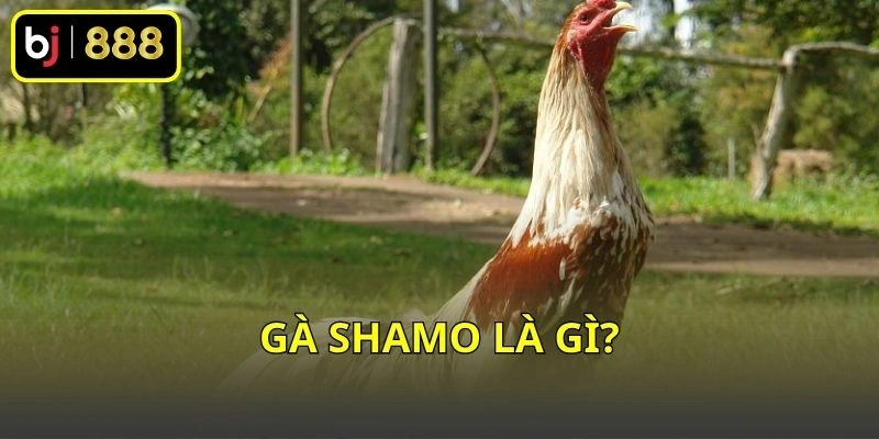 Gà Shamo