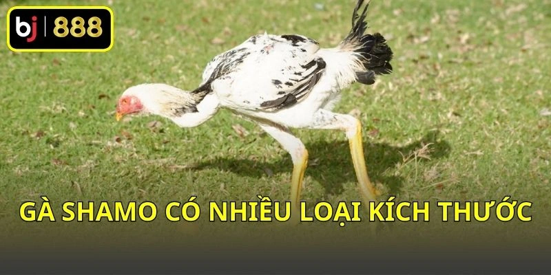 Gà Shamo có nhiều loại kích thước